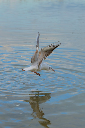 Seagull skims the surface of a serene lake at sunset with gentle ripples creating a mesmerizing...