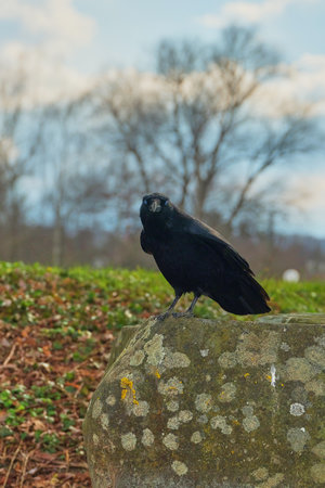Black bird perched on a moss-covered rock in a serene park setting during early springの写真素材