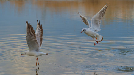 Seagulls taking flight over a serene water surface during early morning hours