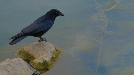 Black crow perched on a rock by the water during early morning lightの写真素材