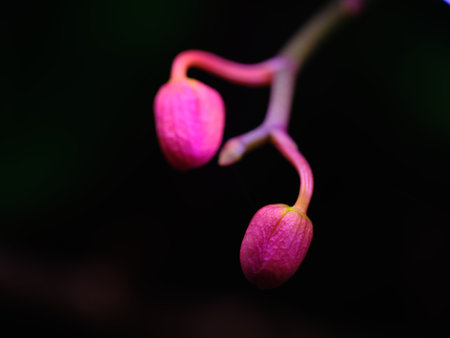Delicate pink buds gracefully emerge from dark foliage in a nature close-up captured in a garden...
