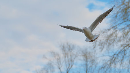 Seagull soaring gracefully in the blue sky above a serene landscape with bare trees