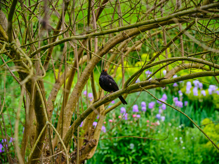 Blackbird perched on branches in a lush garden surrounded by colorful flowers during springtimeの写真素材