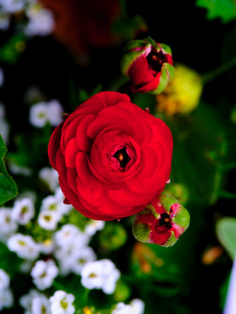 Vibrant red flower blooming among white blossoms in a garden during springtimeの写真素材