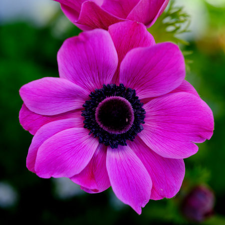 Bright pink flower with a dark center blooming in a garden during springの写真素材