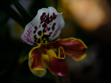 Vibrant orchid blossom with intricate patterns and vivid colors in a natural settingの写真素材