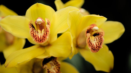 Bright yellow orchid flowers showcase intricate patterns in natural setting during daytime