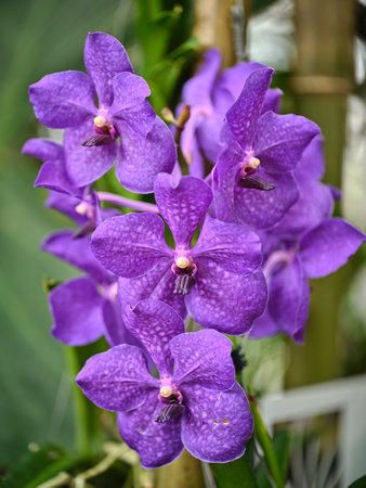 Vibrant purple orchids bloom in a lush garden during sunny afternoon hours showcasing natural beauty...