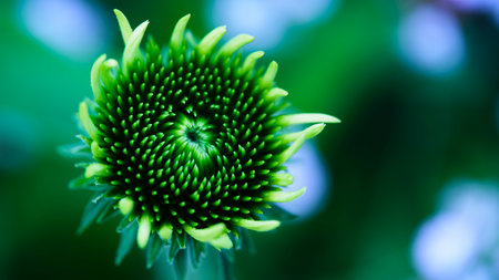 Green and vibrant flower bud in a garden during the spring blooming seasonの写真素材