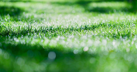 Morning Sunlight Illuminates Dewcovered Grass With Shimmering Droplets And Soft Background Blur