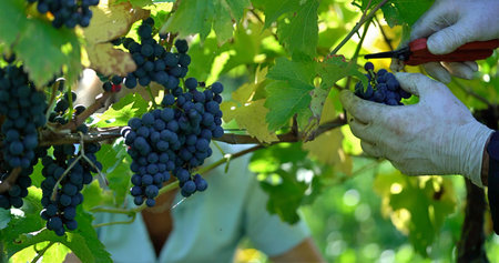 Closeup Of Precise Pruning By Experienced Vintner Among Sunlit Leafy Canopy Of Ripening Grapes