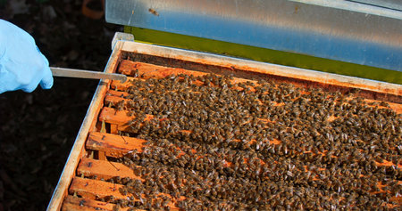 Practicing Sustainable Beekeeping Through Diligent Hive Inspection And Honey Collection Management
