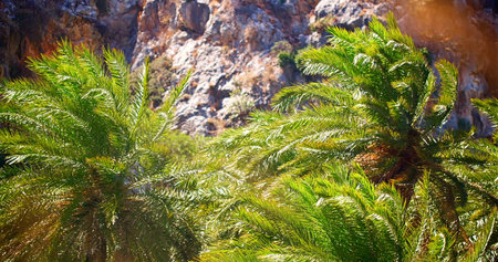 Serene Nature With Lush Greenery, Secluded Tropical Sanctuary With Swaying Palms And Rocky Backdropの写真素材