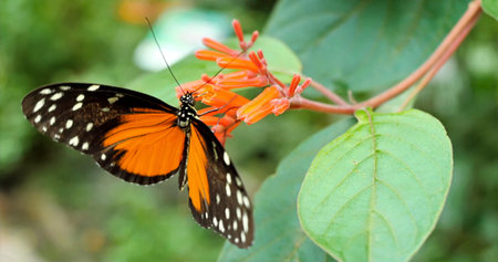 Butterfly lands on bright flower while gathering nectar in a garden during the afternoon