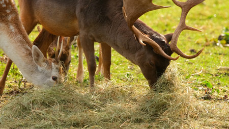 Deer feeding on hay in a grassy area during daylight hours in a natural settingの写真素材