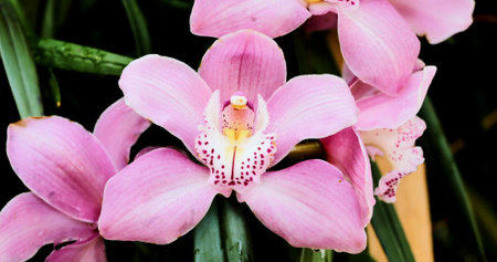 Close view of pink orchids blooming in a garden during daytime in a tropical settingの写真素材