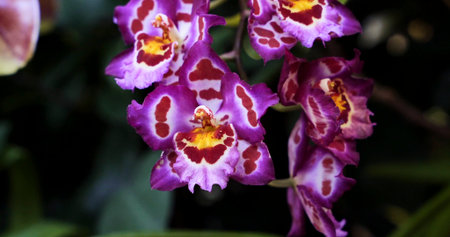 Colorful orchid flowers bloom in a garden during daylight, showcasing intricate patterns and colorsの写真素材