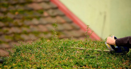 Person trims bushes on the roof of a house in a residential area during daytime in spring season