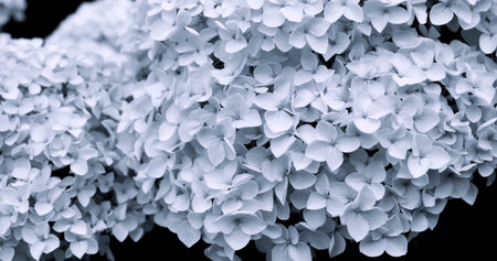 Close view of white flowers growing on a plant during a sunny day in a garden in springtime