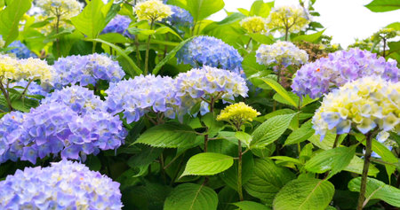 Colorful flowers bloom in a garden during spring, showcasing blue and yellow hues in a vibrant...