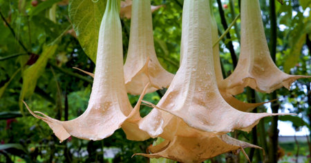 Flowers hang from plants in a garden during daylight, showing their unique shape and colorの写真素材