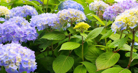 Colorful flowers bloom in garden during spring with various shades of blue and yellow in sunlight