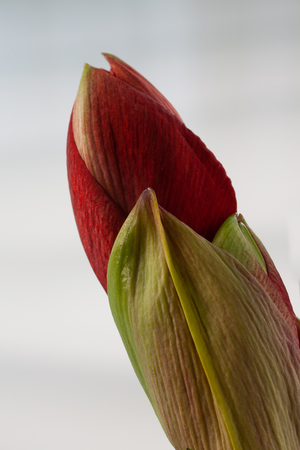 Close-up of buds of Amaryllis flowerの写真素材