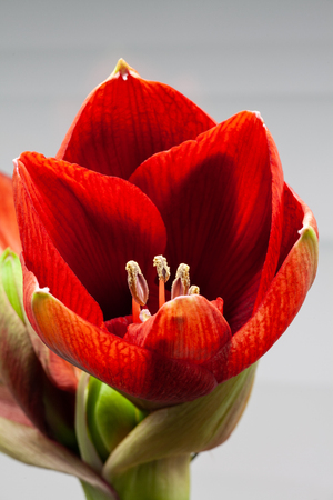 close-up of a blooming red Amaryllis flowerの写真素材