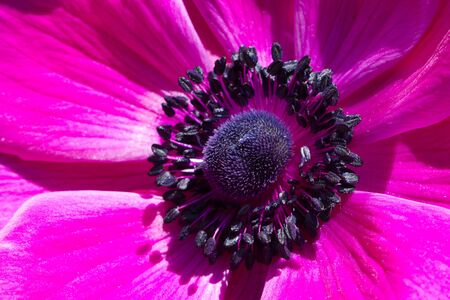 close-up of an anemone in full bloomの写真素材