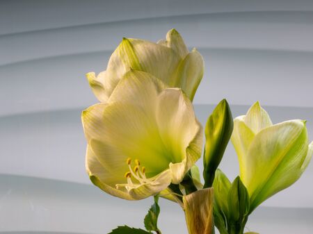 White Amaryllis flower in full bloom in front of a light gray backgroundの写真素材