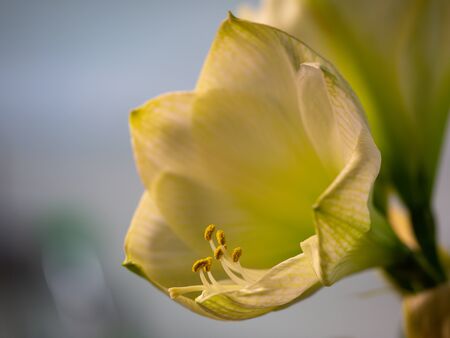 White Amaryllis flower in full bloom in front of a light gray backgroundの写真素材