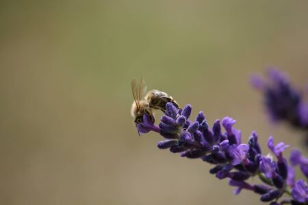 bee on a blooming lavender