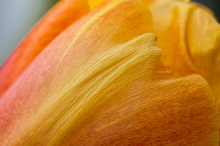 details of a blooming red and yellow tulipの写真素材
