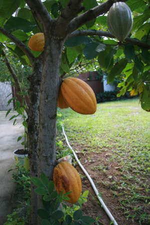 ilheus, bahia / brazil -  november 11, 2010: cocoa plantation in the city of Ilheus.

 *** Local Caption *** 
.のeditorial素材