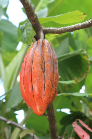 ilheus, bahia / brazil -  november 11, 2010: cocoa plantation in the city of Ilheus.

 *** Local Caption *** 
.のeditorial素材
