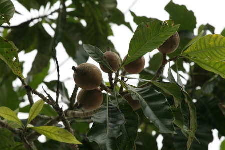 conde, bahia / brazil - june 8, 2009: Genipapo fruit is used in the manufacture of juices, ice...