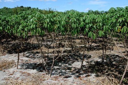 eunapolis, bahia / brazil - may 13, 2008: Cassava plantation for flour production in the city of Eunapolis.の写真素材