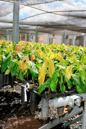 itamaraju, bahia / brazil - september 4, 2008: nursery of cocoa seedlings resistant to brucha broom seen in the city of Itamaraju.のeditorial素材