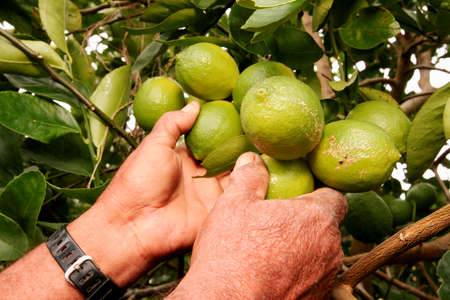porto Seguro, bahia / brazil - june 4, 2010: Lemon harvest in plantation in the city of Porto Seguro. *** Local Caption ***のeditorial素材