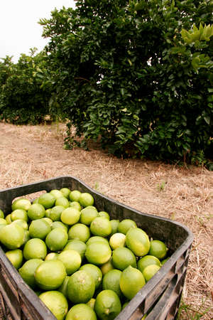 porto Seguro, bahia / brazil - june 4, 2010: Lemon harvest in plantation in the city of Porto Seguro.のeditorial素材
