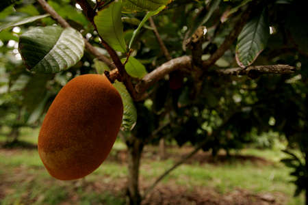 porto Seguro, bahia / brazil - october 15, 2010: cupuacu plantation in a farm in the city of Porto Seguro. The fruit is used for pulp extraction.のeditorial素材