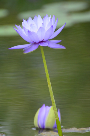 purple lotusの写真素材