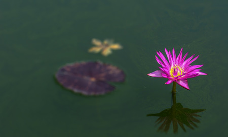 Blossom pink lotus flower on the water with green leafの写真素材