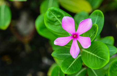 Blossom pink vinca on tree with green leafの写真素材