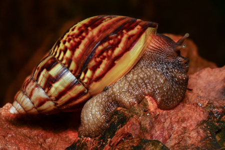 Thai snail is climbing on the brown rockの写真素材