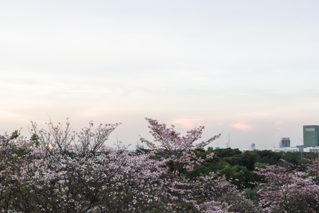 Forest in the city of Bangkok in Thailandの写真素材