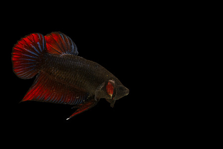 Isolated colorful male fighting fish on black backgroundの写真素材