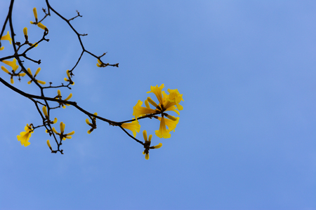 Blossom yellow flower on the tree on clear blues sky backgroundの写真素材
