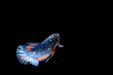 Isolated colorful male fighting fish on black backgroundの写真素材