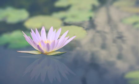 Blossom pink lotus flower on the water with green leaf on blur backgroundの写真素材